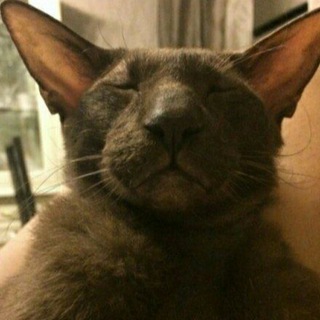 Cat on Phuket Rent