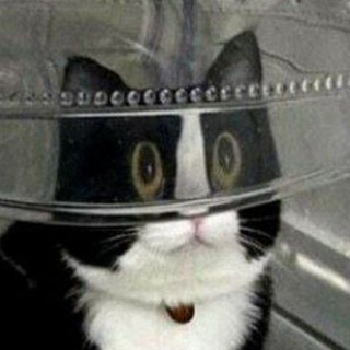 котівня 🐱