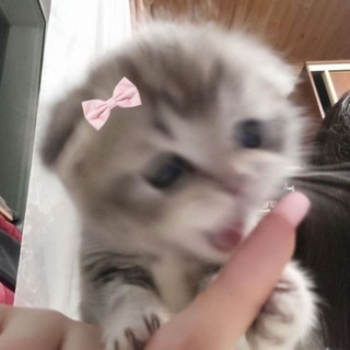 💄💋 (чᴀᴛиᴋ)