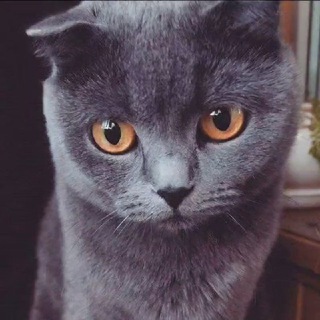 Bohdan