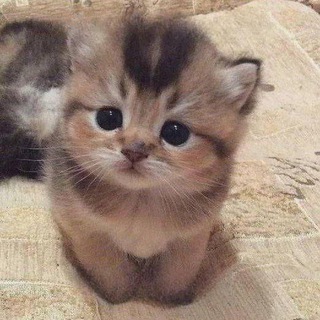 CATME Global