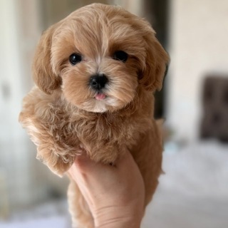 Olympic_maltipoo_club
