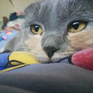 БЛЯЦКИ КОТЕК