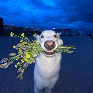 Пончик