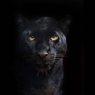 Pantera Negra