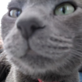 Duman