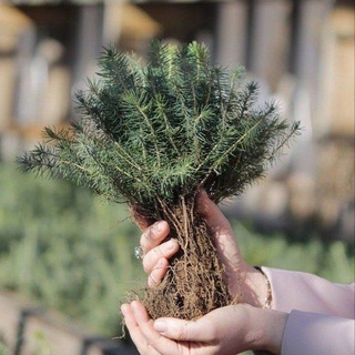БРЕСТСКИЙ ЛЕСНОЙ🌲