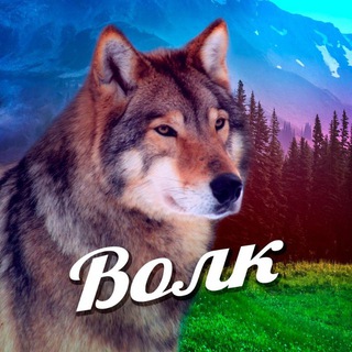 Волк