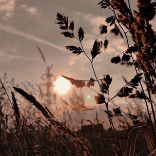 « ۫ ݁ 𝆺𝅥Администрацияꕮ 𓈒»