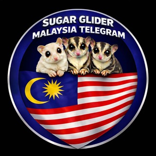 Sugar glider Malaysia Telegram