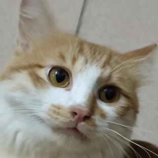 Kenki LAU