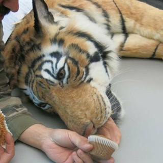 Tiger gifs