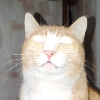 рыжий гэнста 🔫🐱