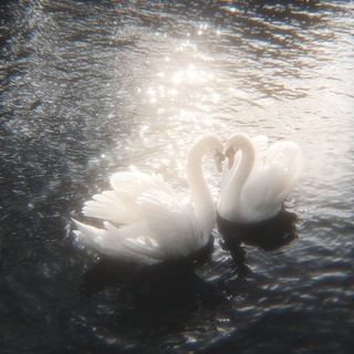 ᯓ𝁘ໍรƭα૨ℓเƭ ƒ૨เεɳ∂ร <𝟑 -🦢