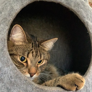 Kat