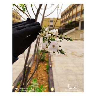 ڣټٱةّ ٱڷڜريعة