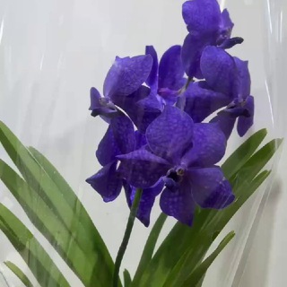 Orchidsale Орхидеи и цветы в Ташкенте