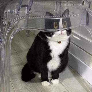 Catcore