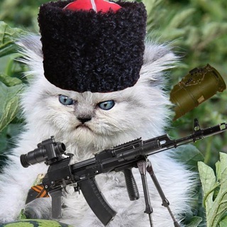 Кот для связи