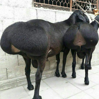 Qoʻqon mol bozor