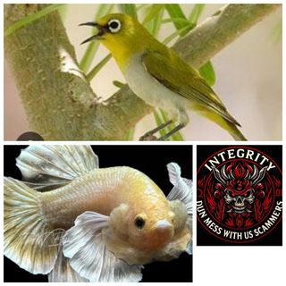INTEGRITYLOVEANIMALS