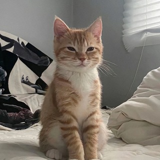norma