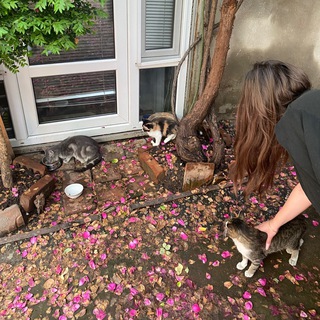 котики Криптули 😽💸🙇‍♀️