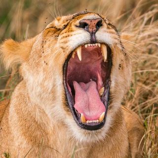 Discovery.online