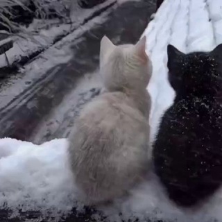 ♡︎𝑽𝒐𝒅𝒊𝒄𝒉𝒌𝒂𝒔𝒔♡︎