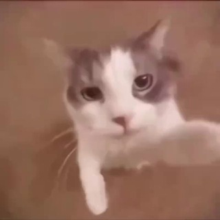 𝙉𝙜𝙪𝙮𝙚𝙣 𝘿𝙖𝙣𝙝