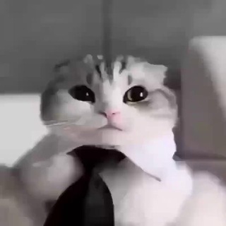 Чат сигм
