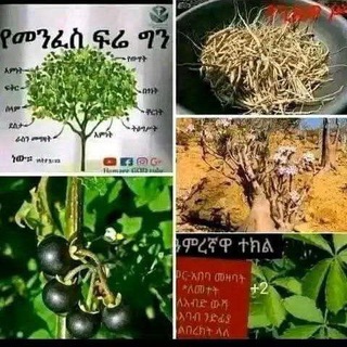 መርጌታ አባ መርከብ የባህል ህክምና አገልግሎት