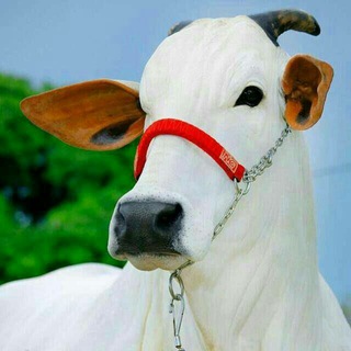 ARJUN INDIAN