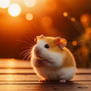 hamster_spb_bot