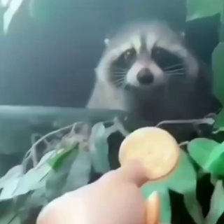 ХОХЛУХА