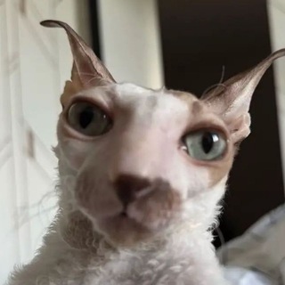кототоник