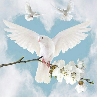 Brieftaube🕊