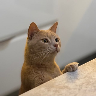 Vladimir
