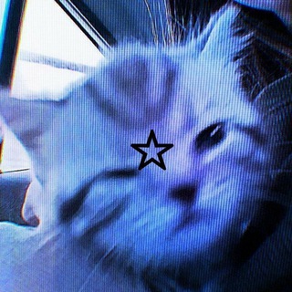 Алиша пишет🐱