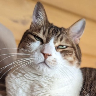 Кот и пёс, которые смогли!