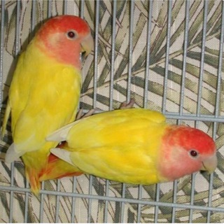 African Love Birds Kerala