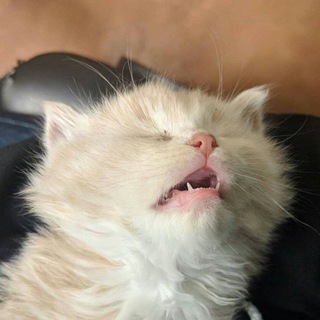 Коткові пащеки