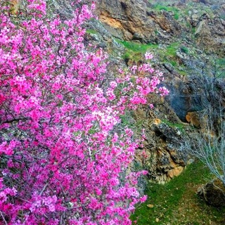 خــــــزل غربی