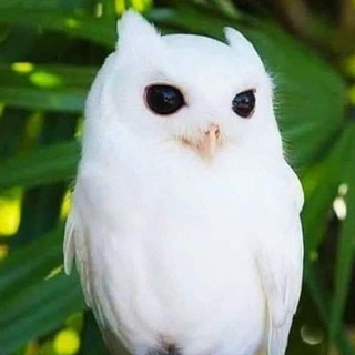 M.K