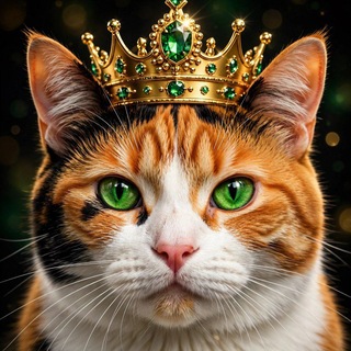 KING OF MEDINA $MEONG👑 official