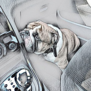 Bulldog Sam