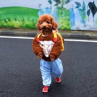 DOGWIFPANTS | $PANTS