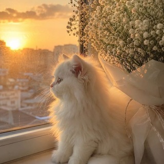 English Chatting 💬 ^ Meow meow Group🧚‍♀️🧚‍♀️