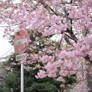 🌸 - Сакура цвіте - 🌸