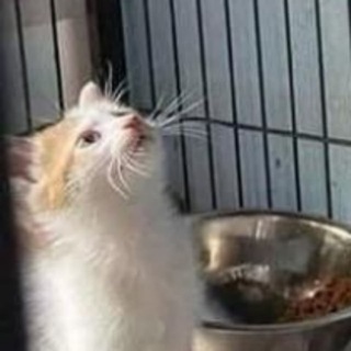 Шоб шо